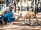 comment devenir soigneur animalier étude, salaire, cv, lettre de motivation