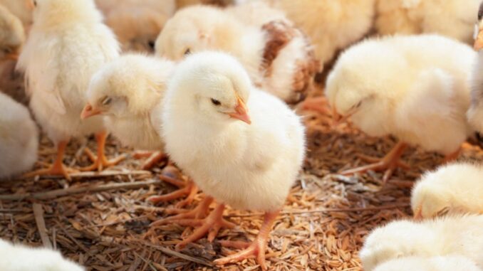 Comme devenir sexeur de poussin ? Découvrez ce métier ! Comme devenir sexeur de poussin ? Découvrez ce métier !