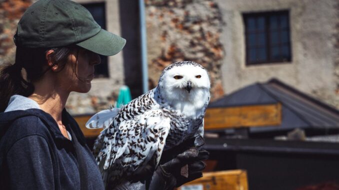ces 5 qualités qui font un soigneur animalier vraiment fiable sur le terrain