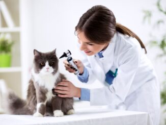 ces 5 compétences qui font d’un vétérinaire un vrai pilier pour les animaux