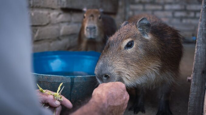 quel salaire pour un soigneur animalier en début de carrière