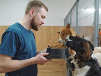 soigneur animalier en parc zoologique, refuge ou centre de soins quelles différences